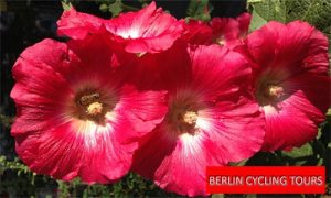 Brauereiführung Berlin Prenzlauer Berg - Fahrradtour Berlin Cycling Tours